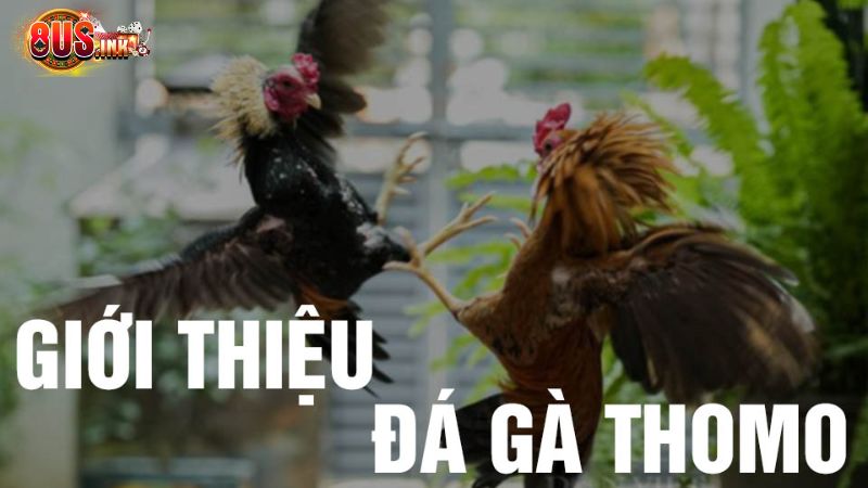 Đá gà Thomo