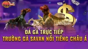 Trường gà Savan