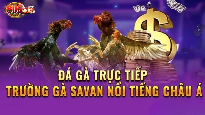 Trường gà Savan
