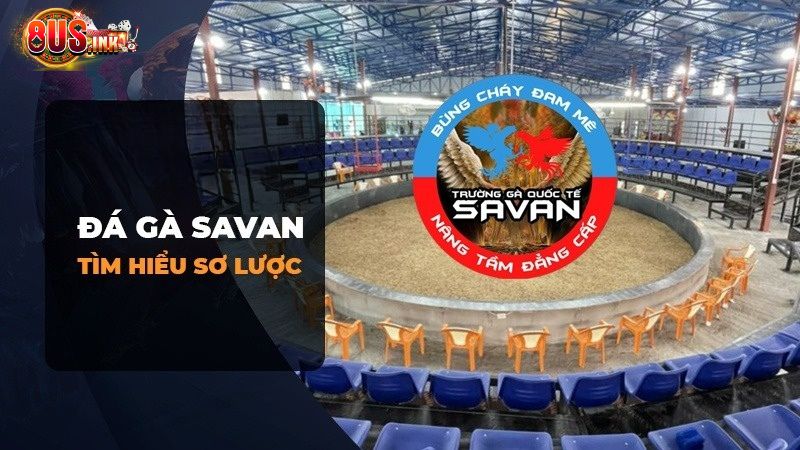 Trường gà Savan là địa điểm như thế nào? Trường gà Savan là địa điểm như thế nào?